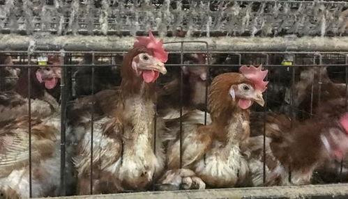 怎么看蛋鸡料够吃,如何确保饲料充足供应