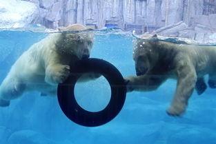 lce极地吃瓜,跟随LCE极地吃瓜，揭秘神秘冰雪世界