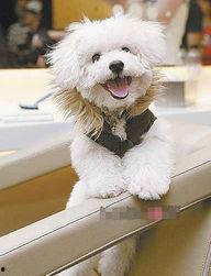 明星宠物秀,揭秘明星与爱宠的甜蜜日常