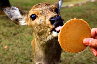 小鹿斑比网红孵化团队,打造明日之星的摇篮