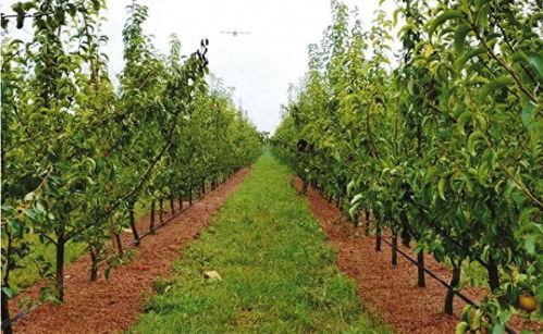 在头条怎么种果树呢,轻松掌握果树种植技巧