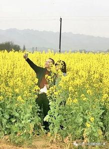 油菜花微信头条,共赴春日浪漫之旅——油菜花微信头条带你领略田园风光”