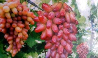 香菜吃瓜群众,夏日清爽新体验