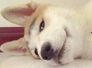 大low狗带你吃瓜,大low狗带你领略娱乐圈最新“吃瓜”盛宴