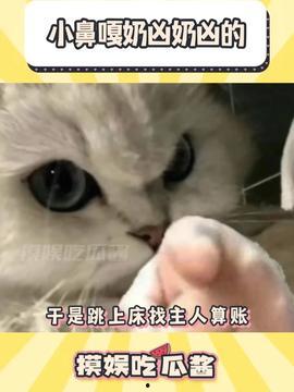 吃瓜酱猫猫,揭秘网络红人的魅力与影响力