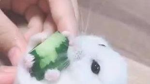 老鼠直播吃瓜,老鼠吃瓜大揭秘