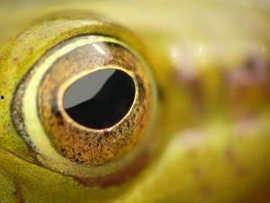 网红蛙眼,揭秘网络红人的神秘魅力