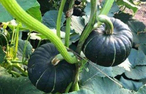 网红吃瓜视频有哪些经典案例,盘点那些令人难忘的经典案例