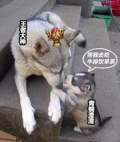 娱乐吃瓜酱动物,揭秘动物界的趣味八卦