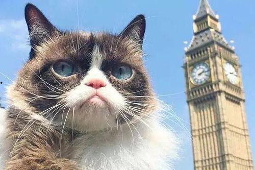 娱乐吃瓜君猫,揭秘娱乐圈那些不为人知的幕后故事