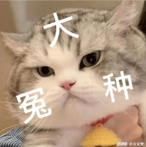 娱乐吃瓜君猫,揭秘娱乐圈那些不为人知的幕后故事