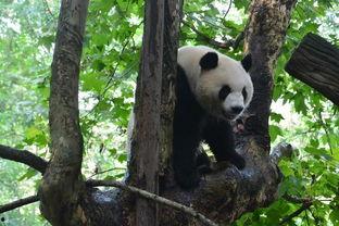 娱乐吃瓜酱功勋大熊猫,国宝传奇,熊猫界的明星风采