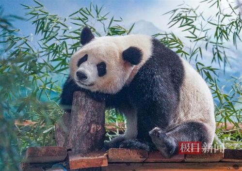 娱乐吃瓜酱功勋大熊猫,国宝传奇,熊猫界的明星风采