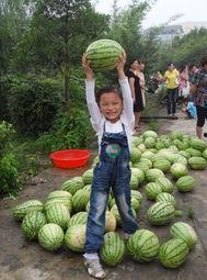 吃瓜论坛,网络舆论场上的“瓜田”风云